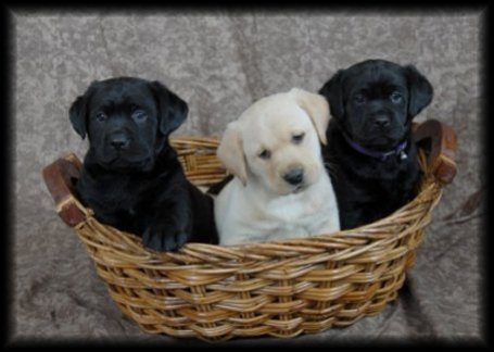Puppies in a Basket